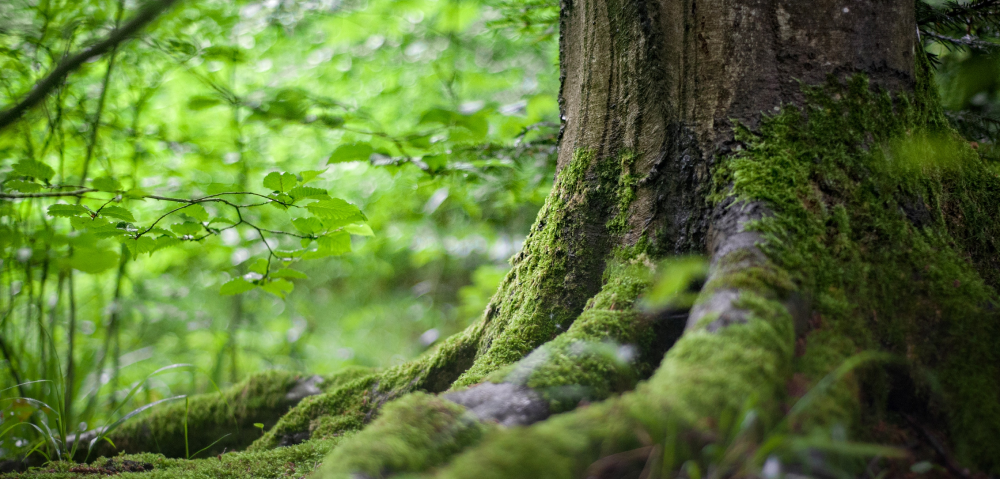 tree and roots in the forest