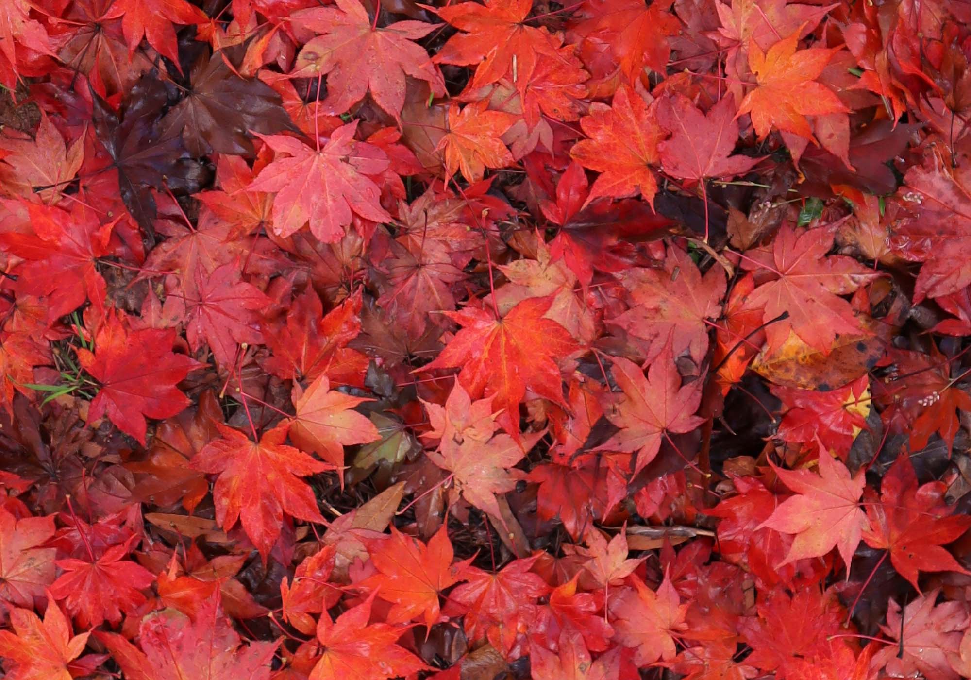 close up of red maple leaves on the ground