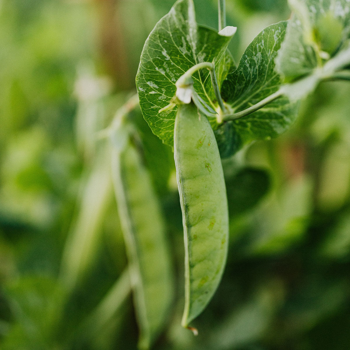 Pea Peptide - Pea plant in the wild