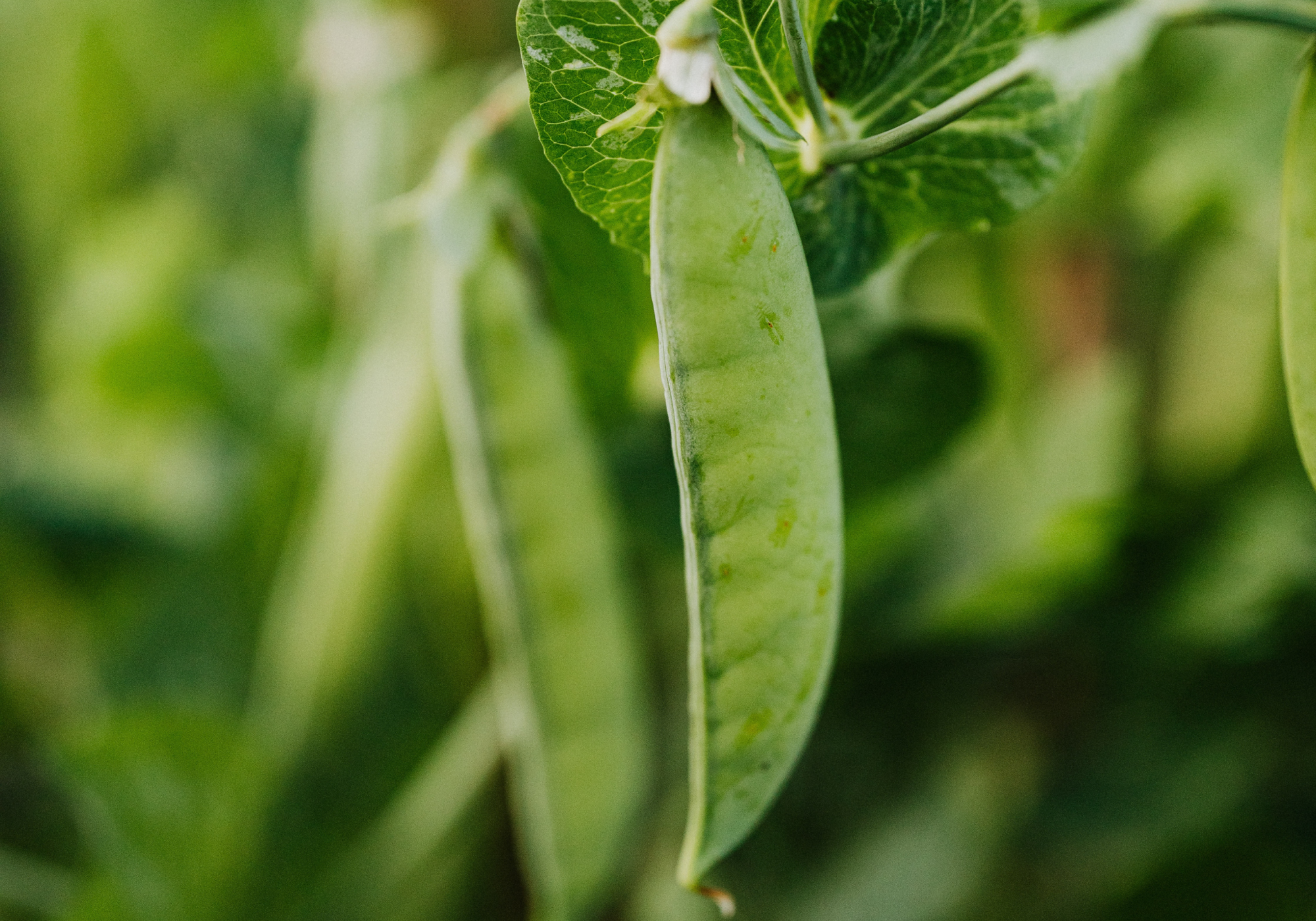 peas on the vine