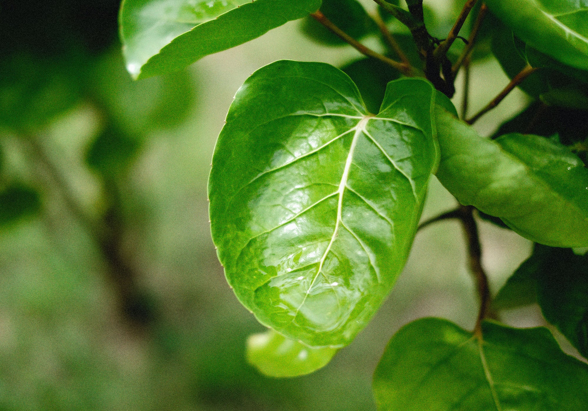 plum aralia plant with green leaves
