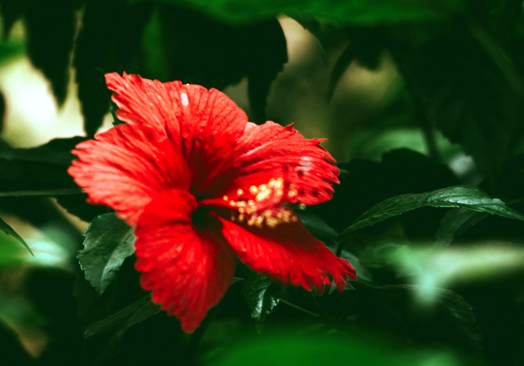 Red Hibiscus Flower