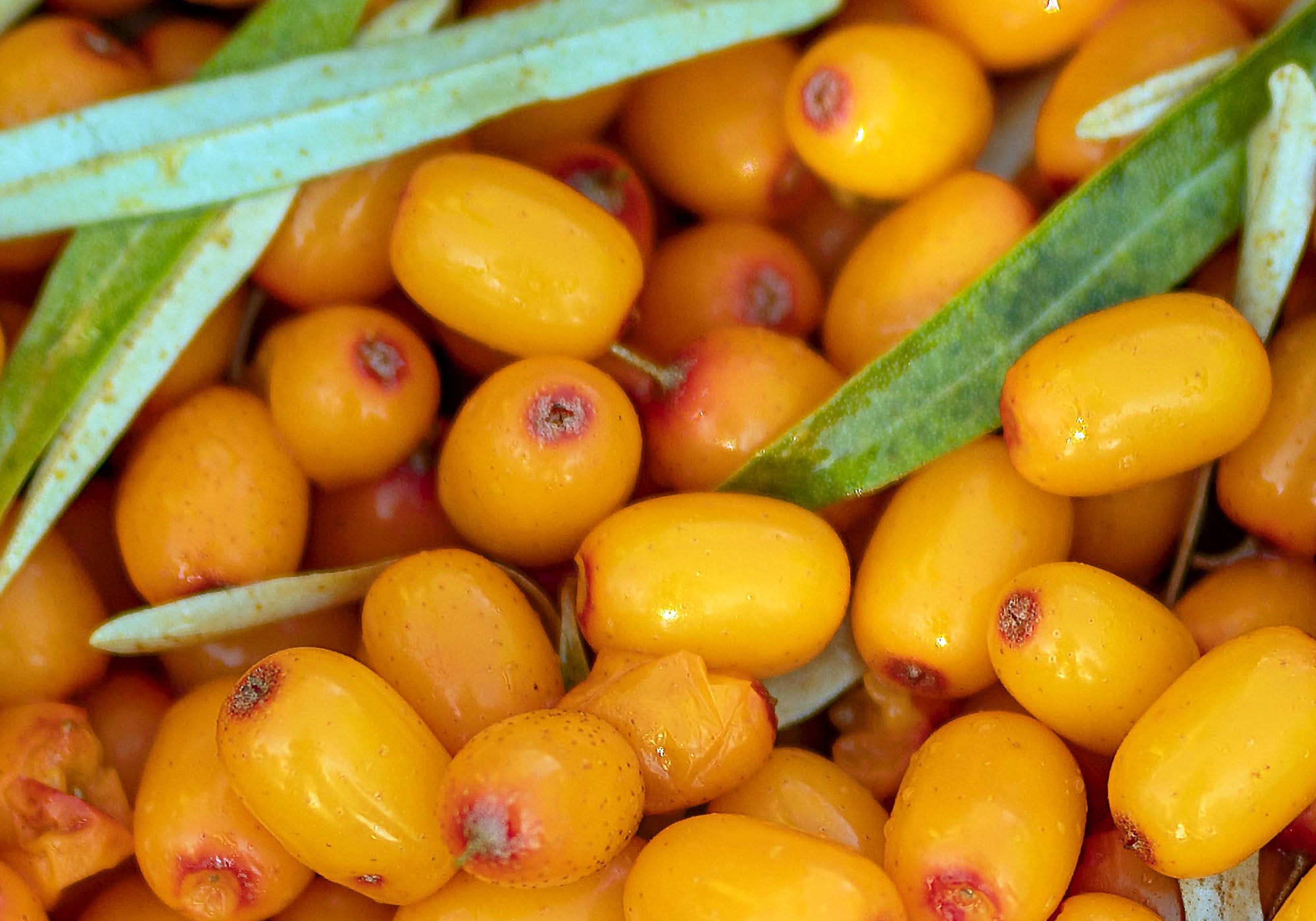 Sea buckthorn fruit