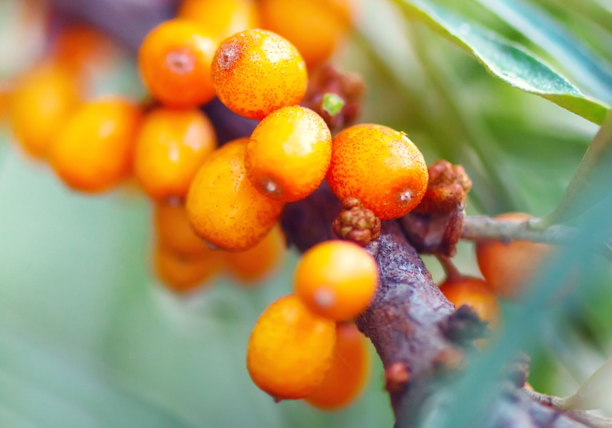 Bundle of sea buckthorn on branch