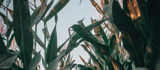 field of corn