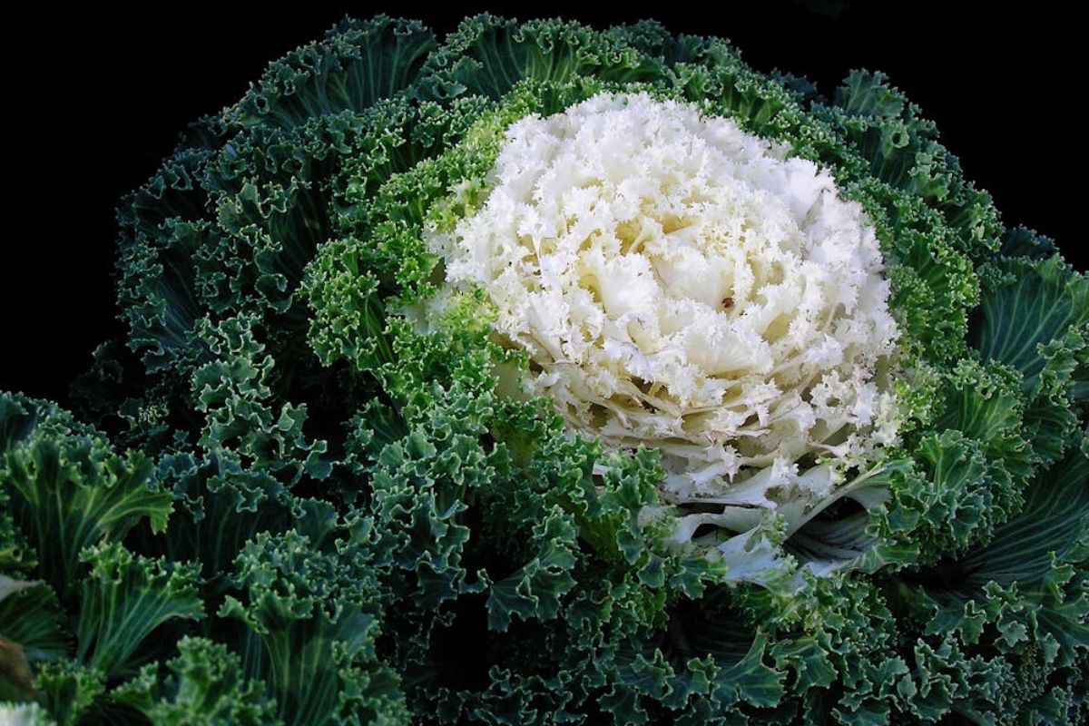 Micronutrients & Skincare: 5 Ways to Incorporate Micronutrient Foods into Your Daily Routine - Dubois Beauty & Wellness