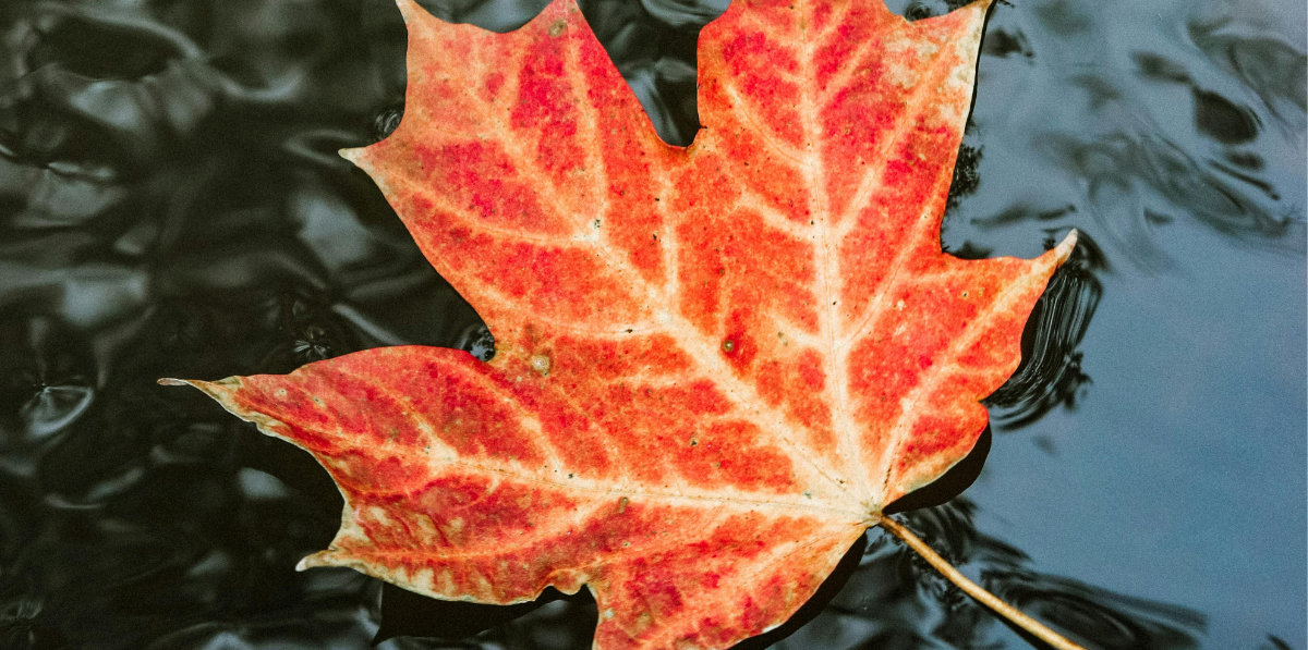 red maple leaf on water