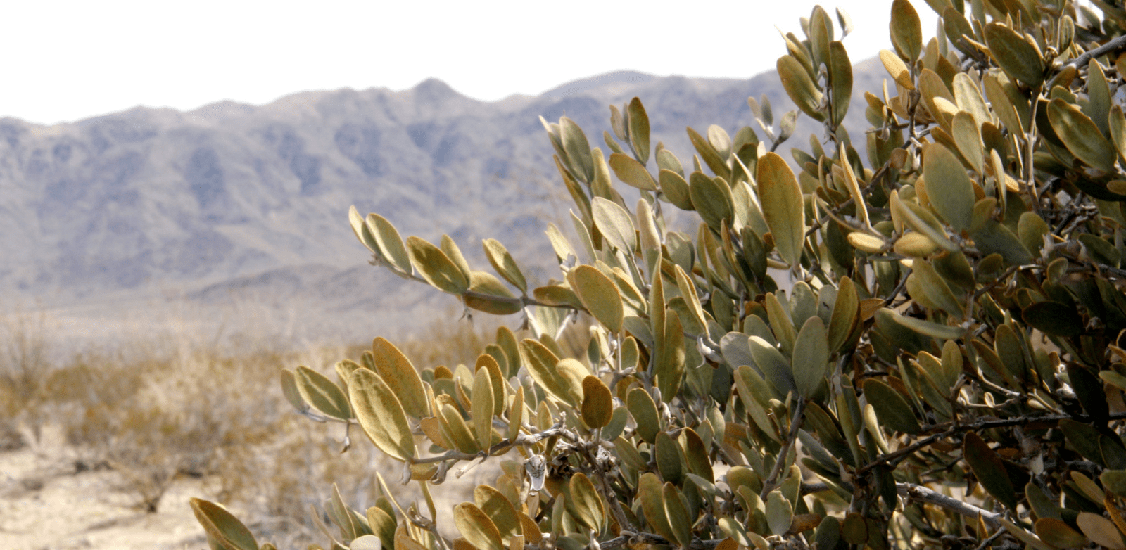 Ingredient Spotlight: Jojoba - Dubois Beauty & Wellness