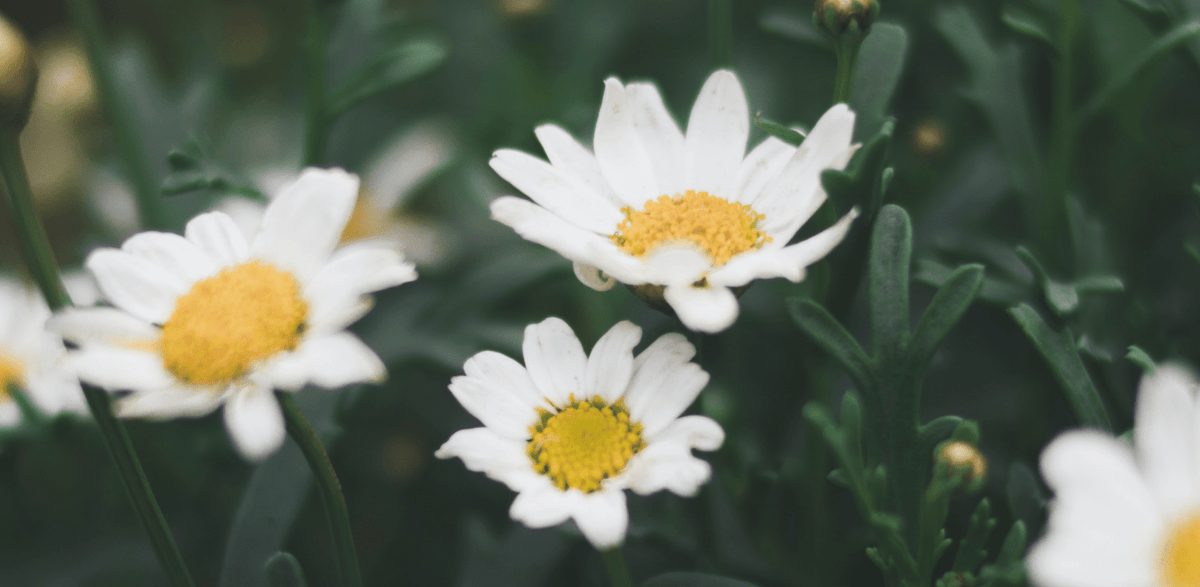 Understanding Aromatherapy - Dubois Beauty & Wellness