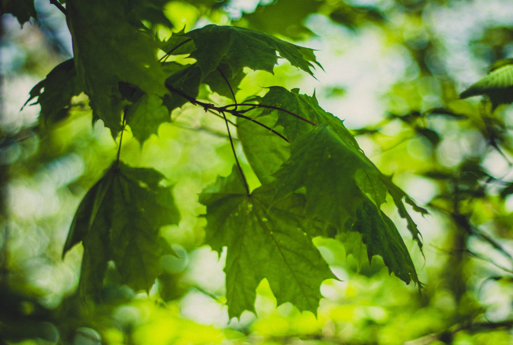 maple leaf on a tree