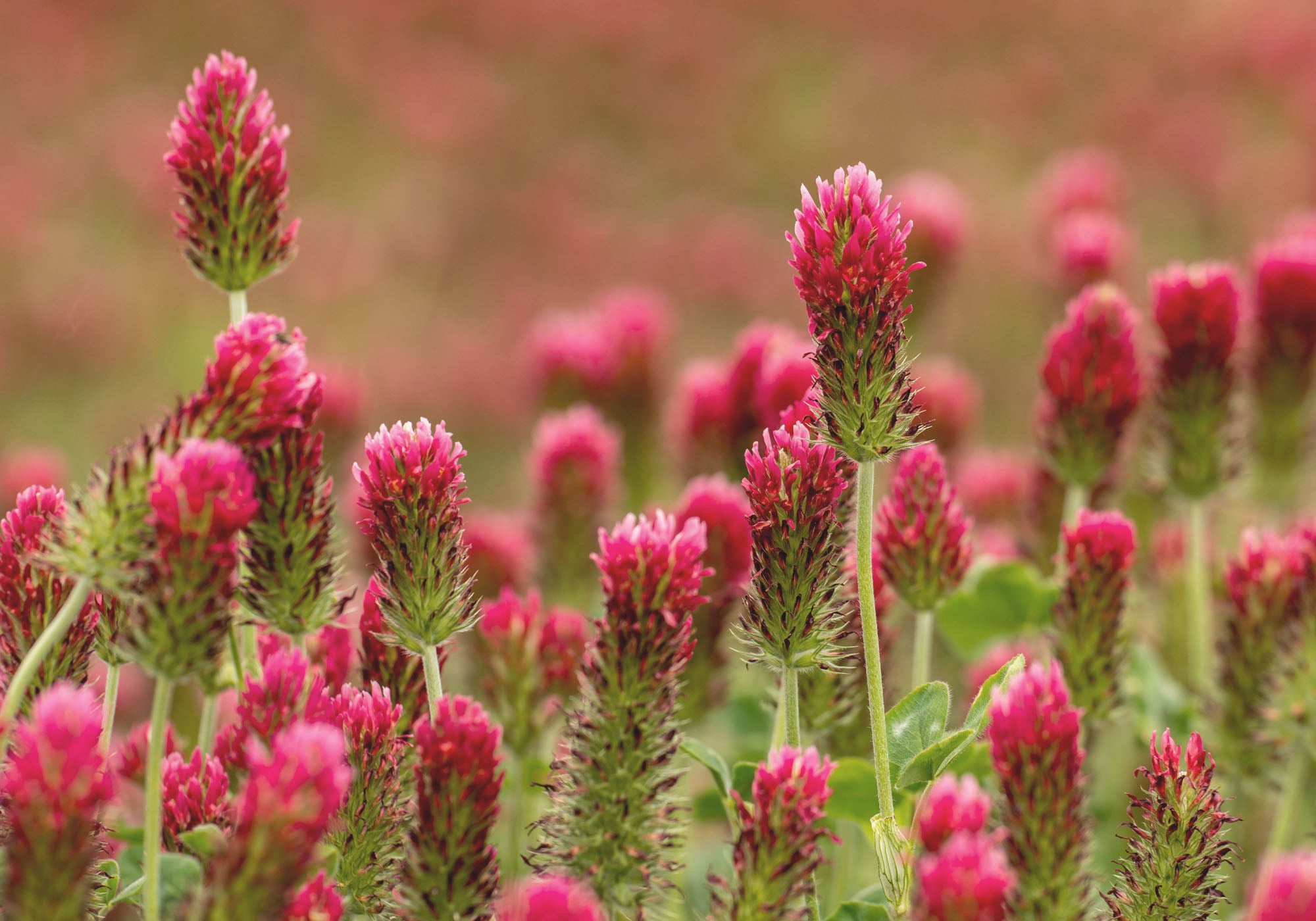 Close up of multiple red clover flowers in a field