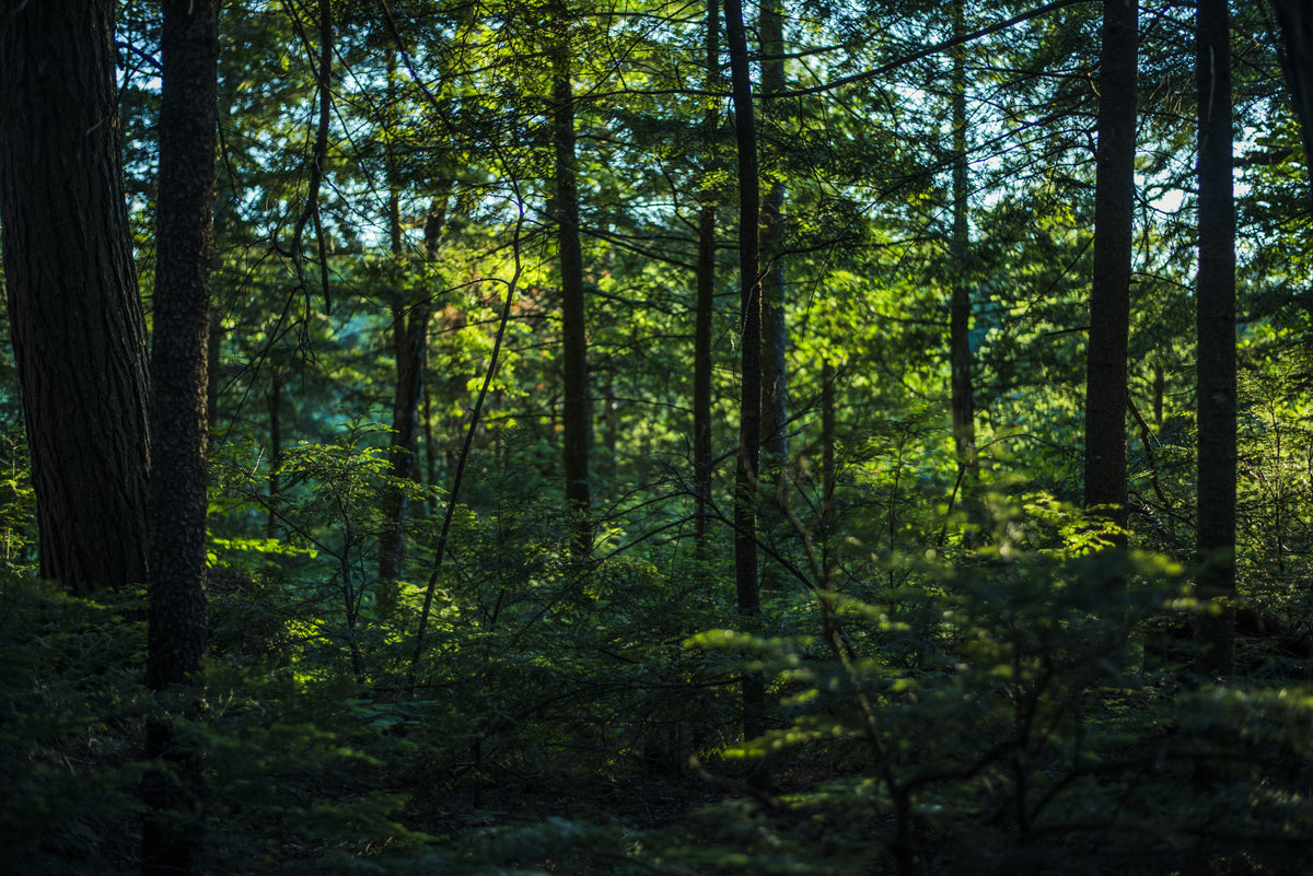 lush green forest